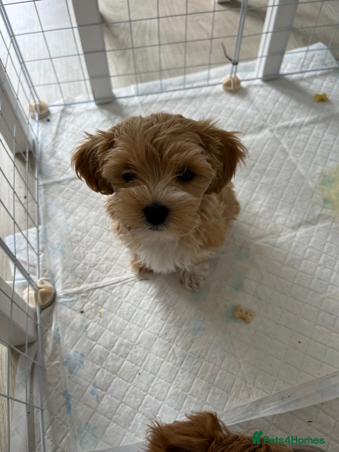 Maltipoo dogs for sale: A litter of 5 beautiful Maltipoo’s  - Image 22