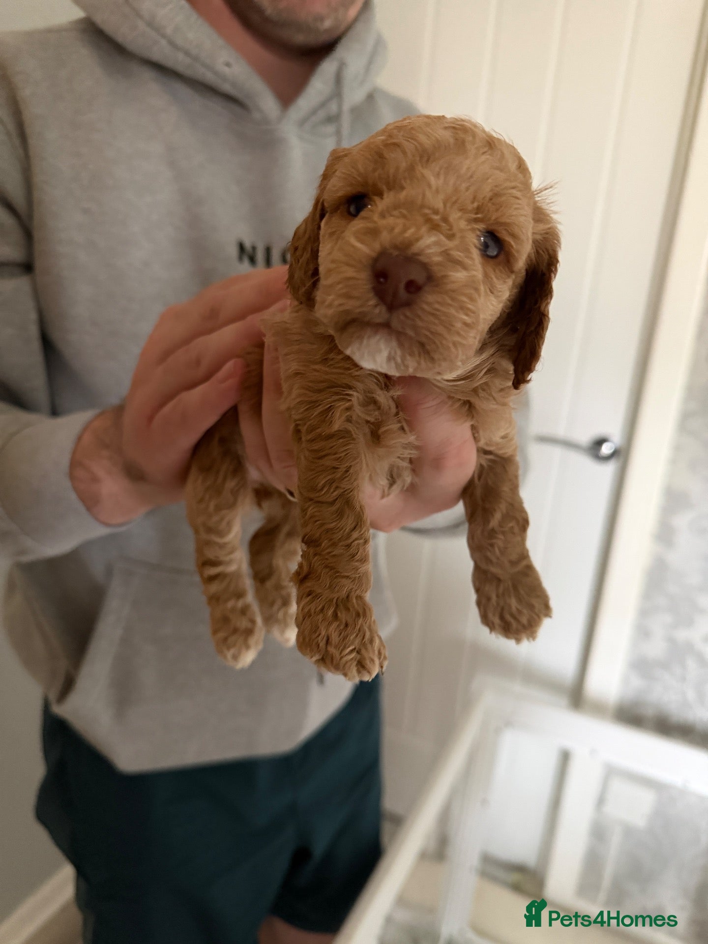 Cavapoo dogs F1b cavapoos health tested parents - Advert 10