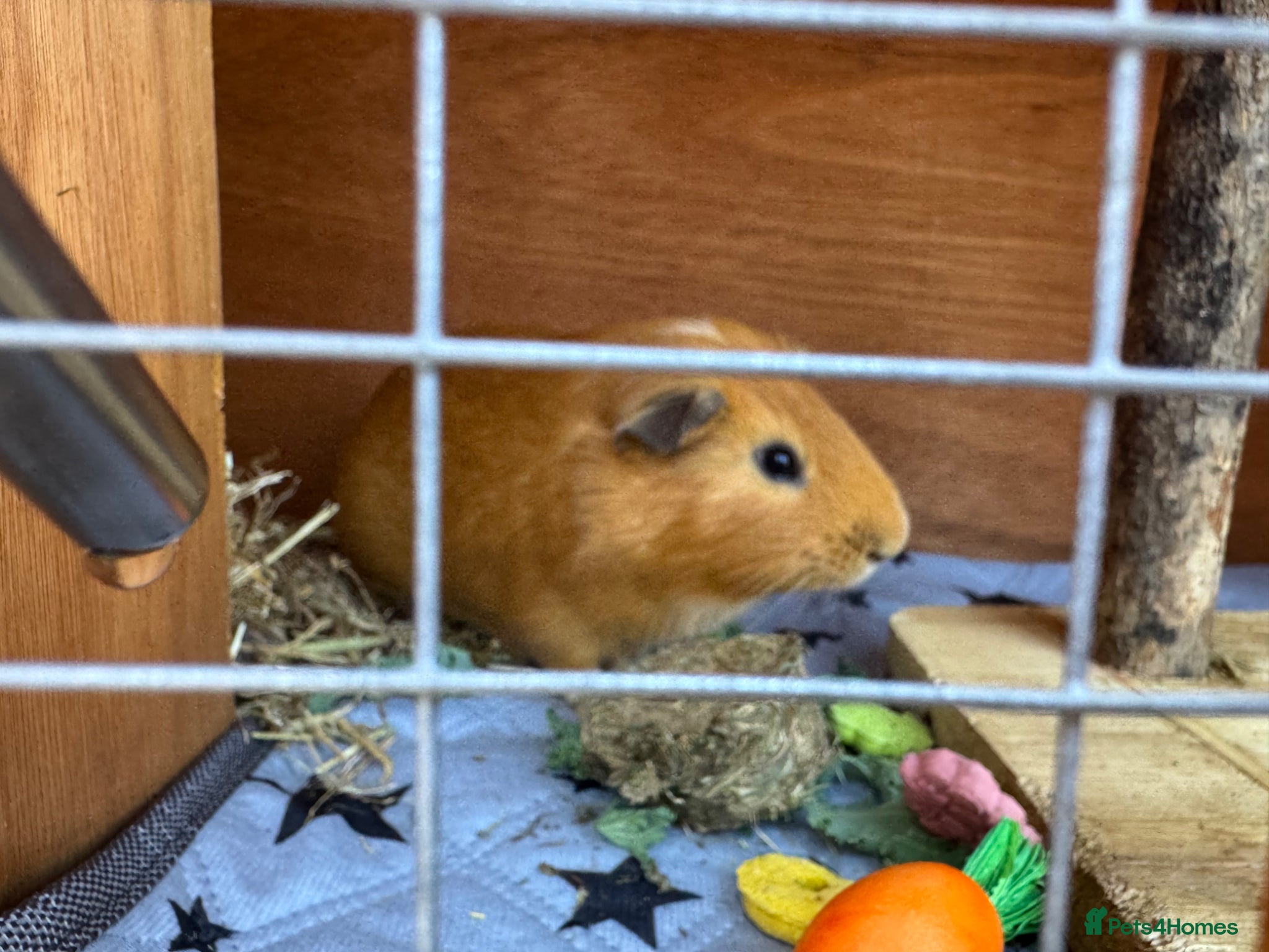 Guinea Pig rodents for sale: 2 brothers and two storey hutch  - Advert 1