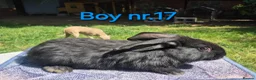 Continental Giant rabbits for sale: Pure Continental Giant Vaccinated  - Advert 16
