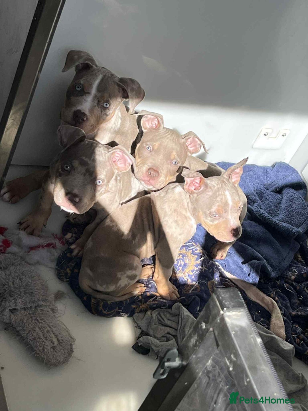 American Bully dogs for sale: Pocket Bullies - Advert 6