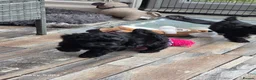 Shihpoo dogs for sale: READY NOW Absolutely beautiful litter of shihpoo  - Advert 5