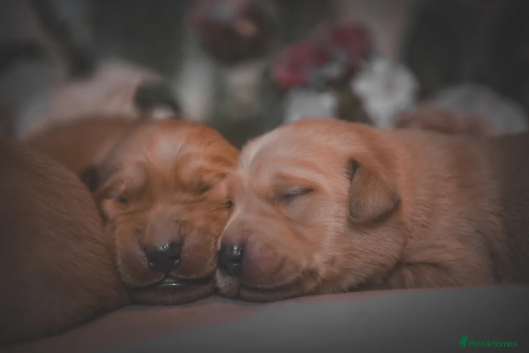 Goldador dogs for sale: Beautiful Red Goldador Puppys DNA Clear - Advert 11