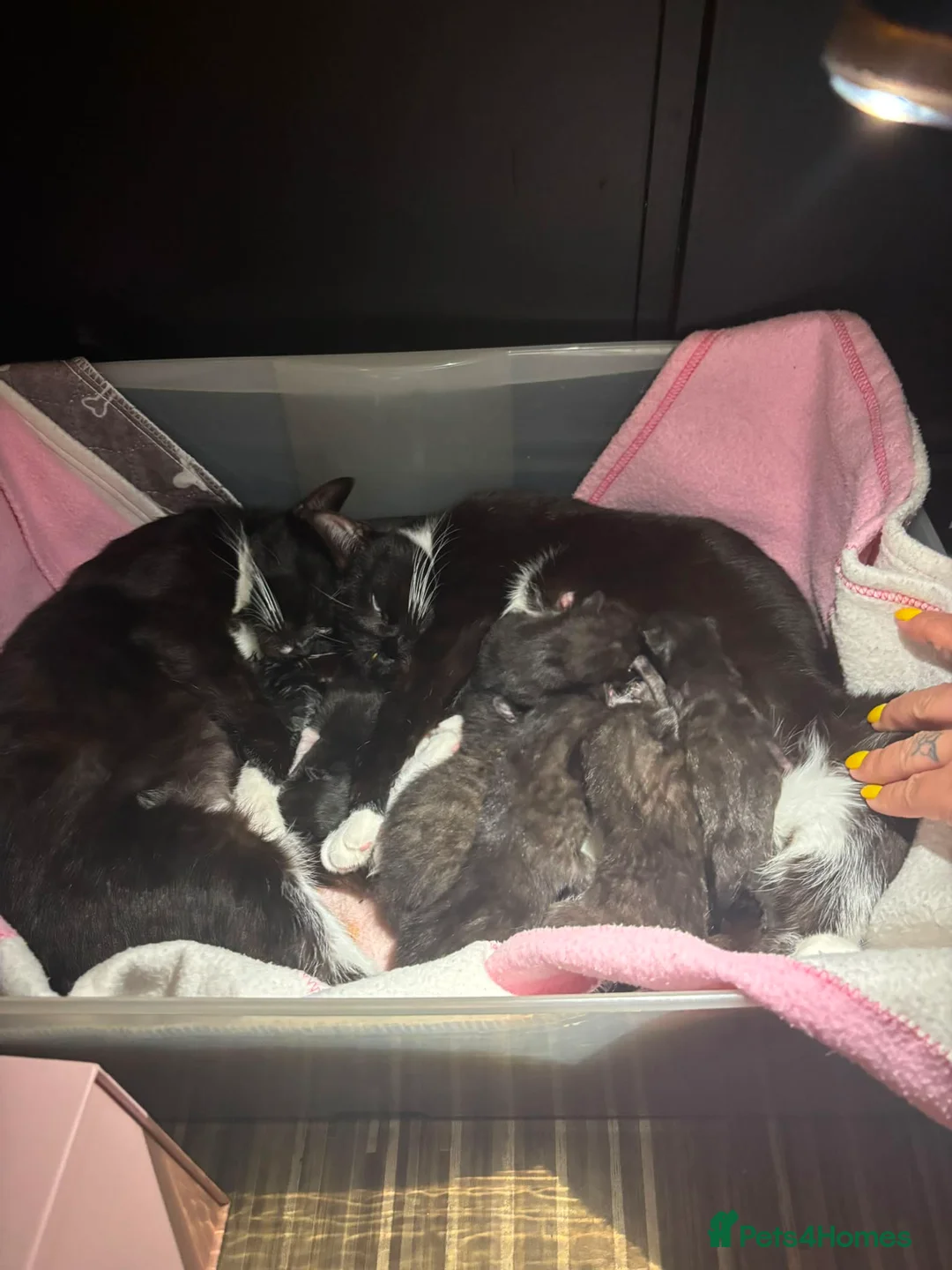 Mixed Breed cats for sale: Beautiful kittens  in Manchester - Advert 2