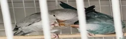 Cockatiels birds for sale: Breeding cockatiels for sale. - Advert 7