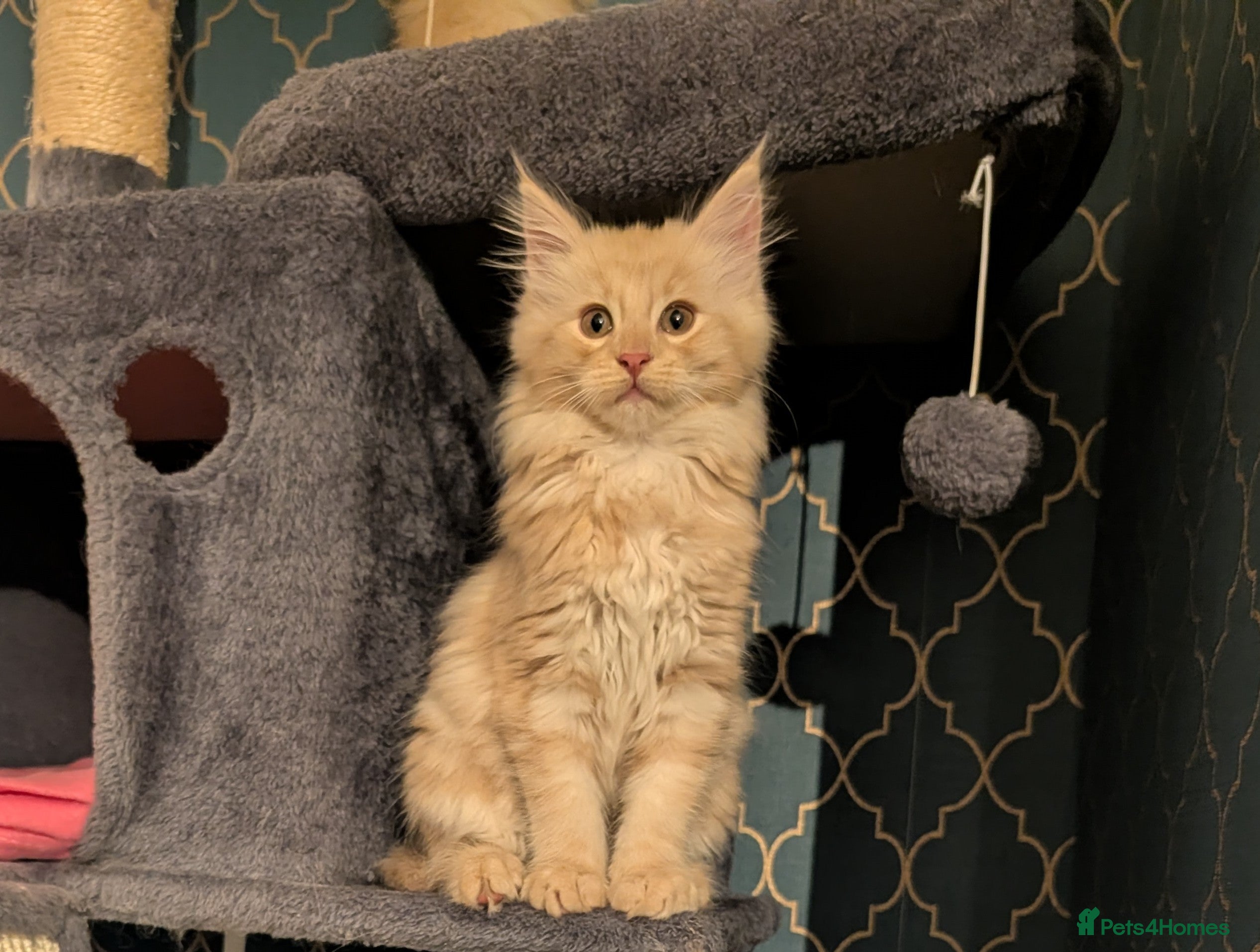 Maine Coon cats Maine Coon Kittens  - Advert 10