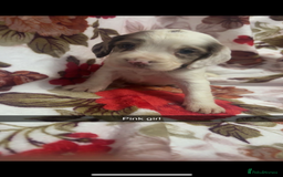 Cocker Spaniel dogs for sale: 5 stunning cocker spaniel babies! - Image 6