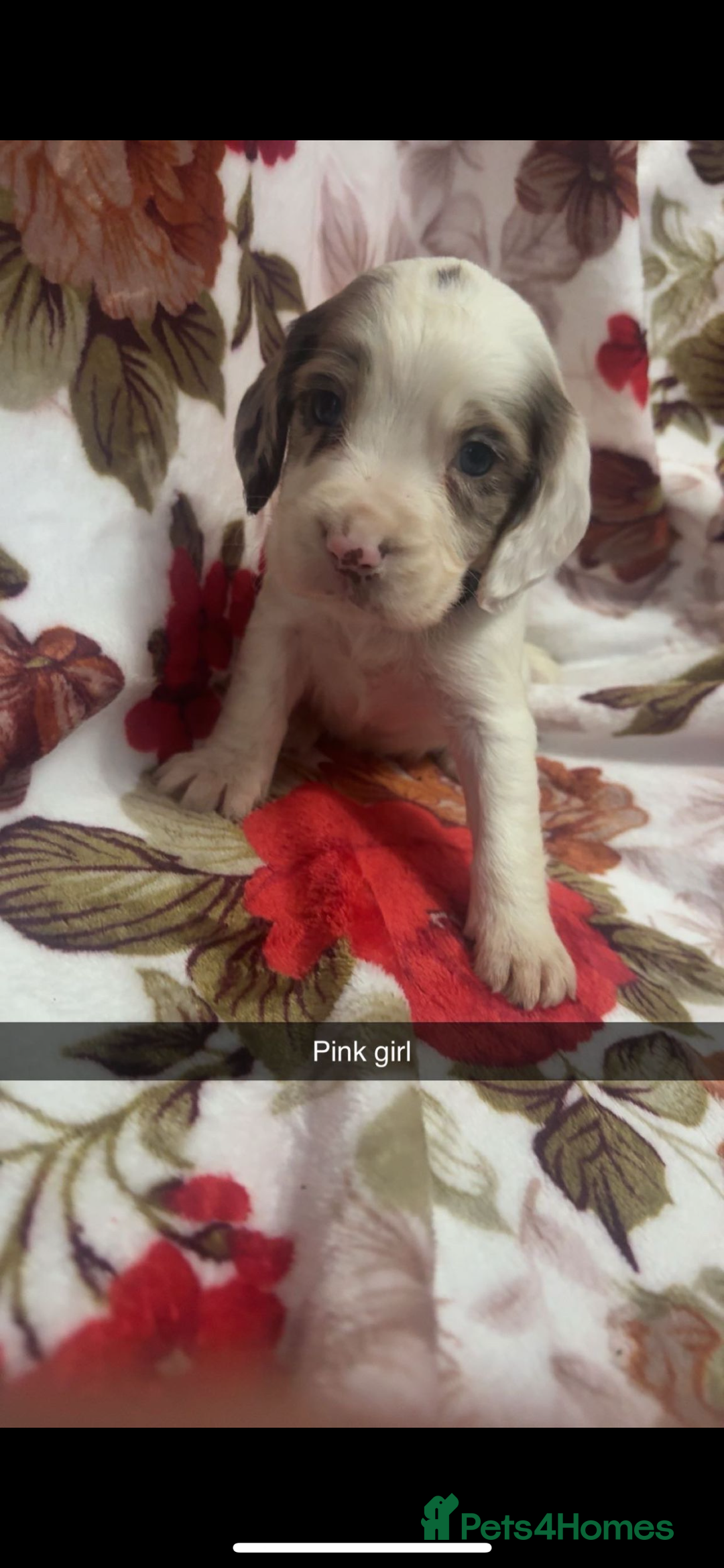 Cocker Spaniel dogs for sale: 5 stunning cocker spaniel babies! - Image 6