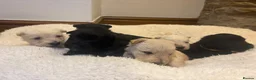Scottish Terrier dogs for sale: Gorgeous Scottie pups  - Advert 11