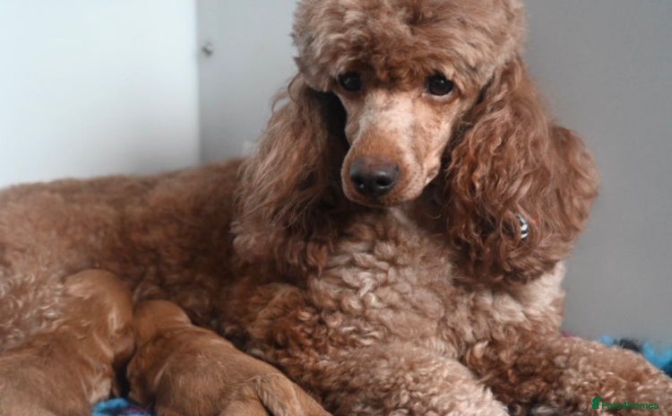 Cavapoo dogs - Advert 4
