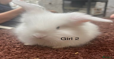 Angora rabbits in Winsford - Advert 6