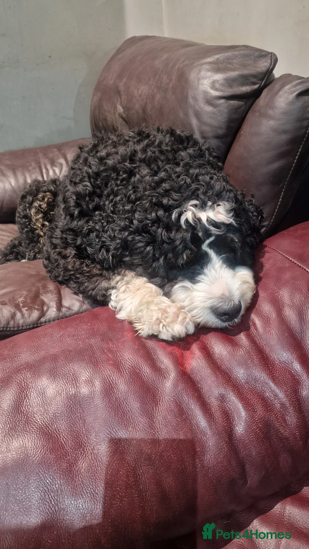 Bernedoodle dogs for sale: Bernedoodles - Advert 2