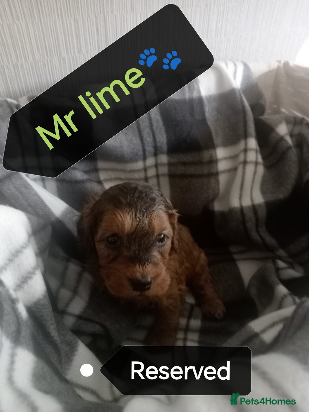 Cockapoo dogs for sale: 🐶Beautiful F1 Cockapoo Puppies🐾 - Image 12