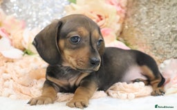 Miniature Dachshund dogs for sale: KC Registered Miniature Dachshund Puppies - Image 15