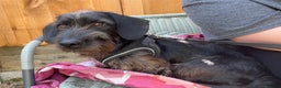 Miniature Dachshund dogs for sale: ROSS MINIATURE WIRE HAIR MALE solid black  - Advert 5