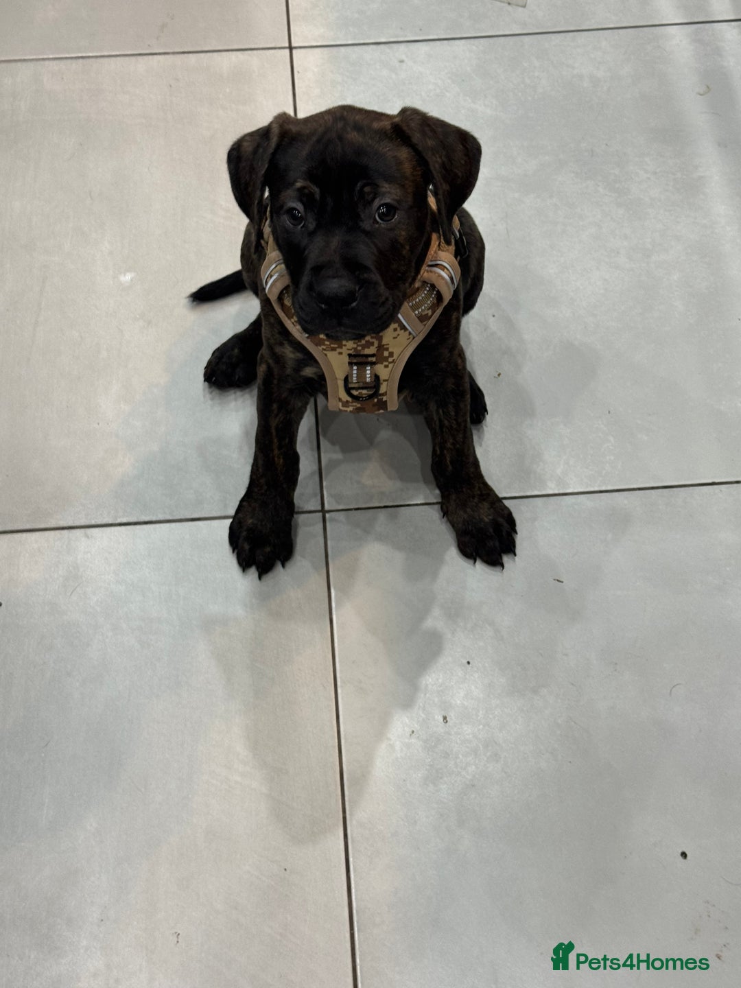 Mixed Breed dogs for sale: 4 month old American Staff x Bullmastiff - Advert 2