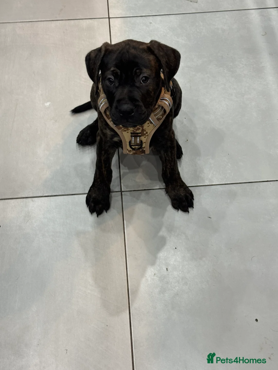 Mixed Breed dogs for sale: 4 month old American Staff x Bullmastiff - Advert 2