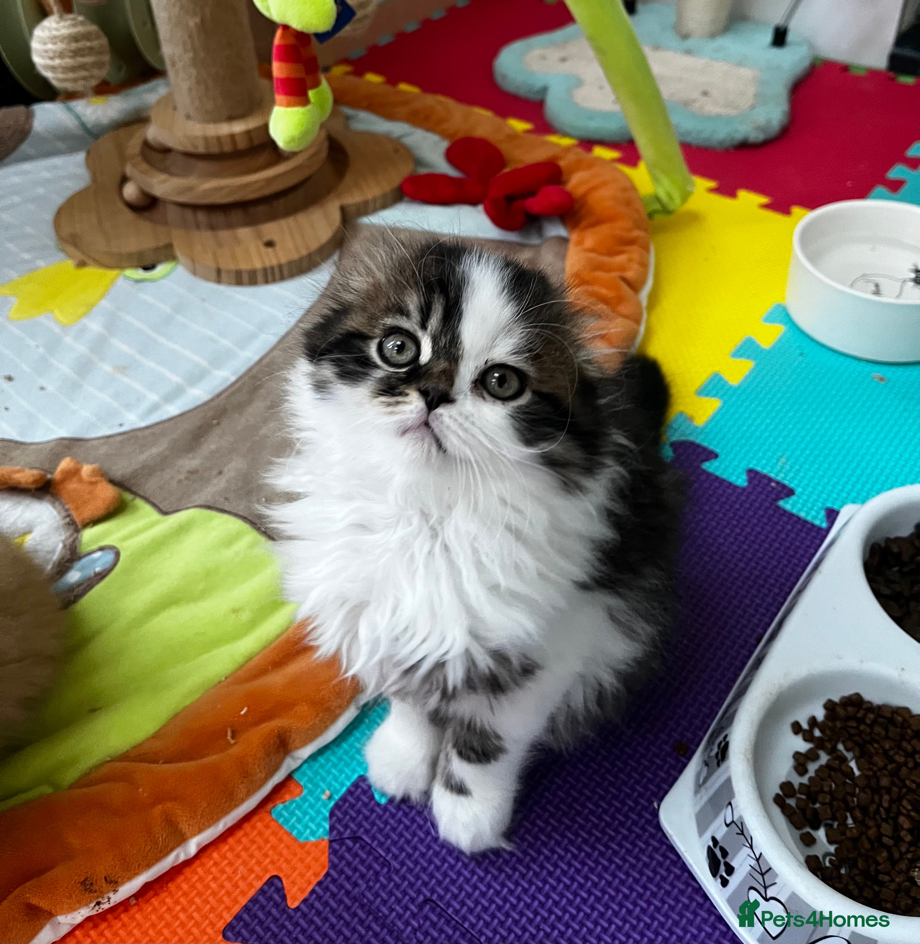 Scottish Fold cats Scottish Fold TICA registered - Advert 2