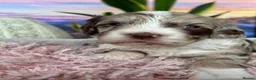 Sproodle dogs for sale: ✨RARE TRICOLOUR TUXEDO MERLE SPROODLES🐾❤️✨ TESTED - Advert 10