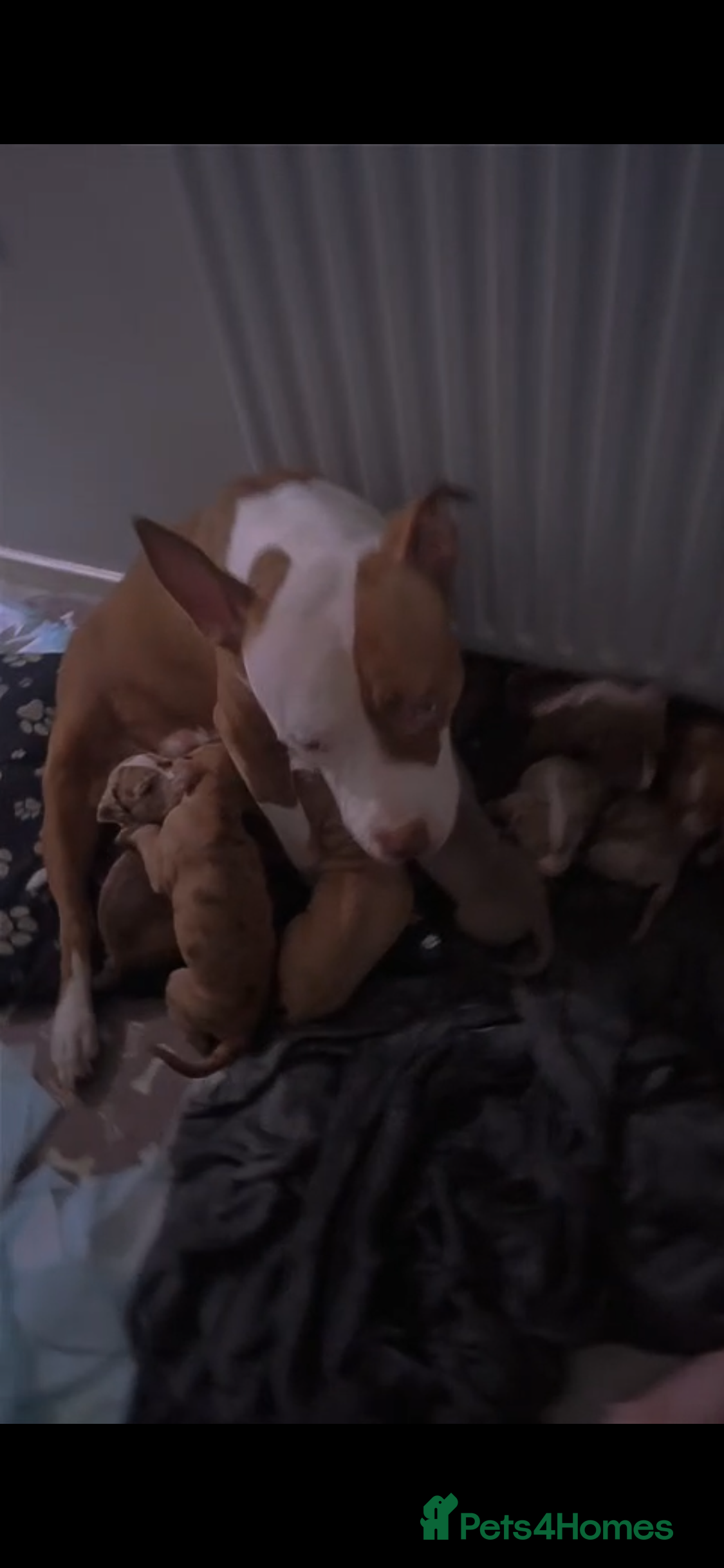 Mixed Breed dogs Mastiff cross  - Advert 15