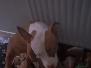 Mixed Breed dogs Mastiff cross - Advert 15