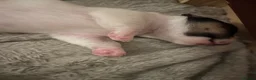 Jack Russell dogs for sale: Adorable boy puppy - Advert 2