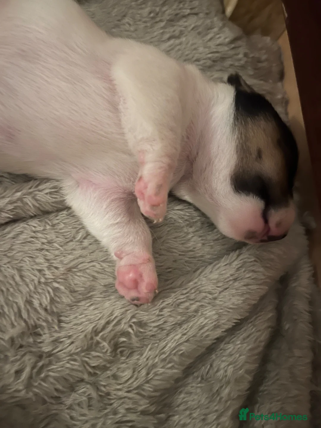 Jack Russell dogs for sale: Adorable boy puppy - Advert 2