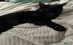 British Shorthair cats for sale: 2 older black kittens (one 9 months, one 7 months) - Image 2