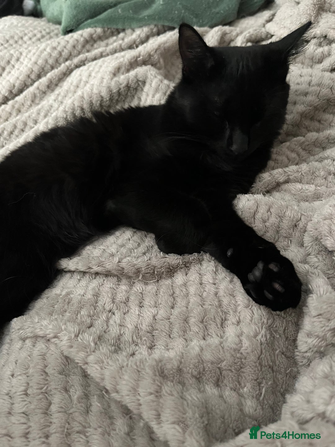 British Shorthair cats for sale: 2 older black kittens (one 9 months, one 7 months) - Image 2