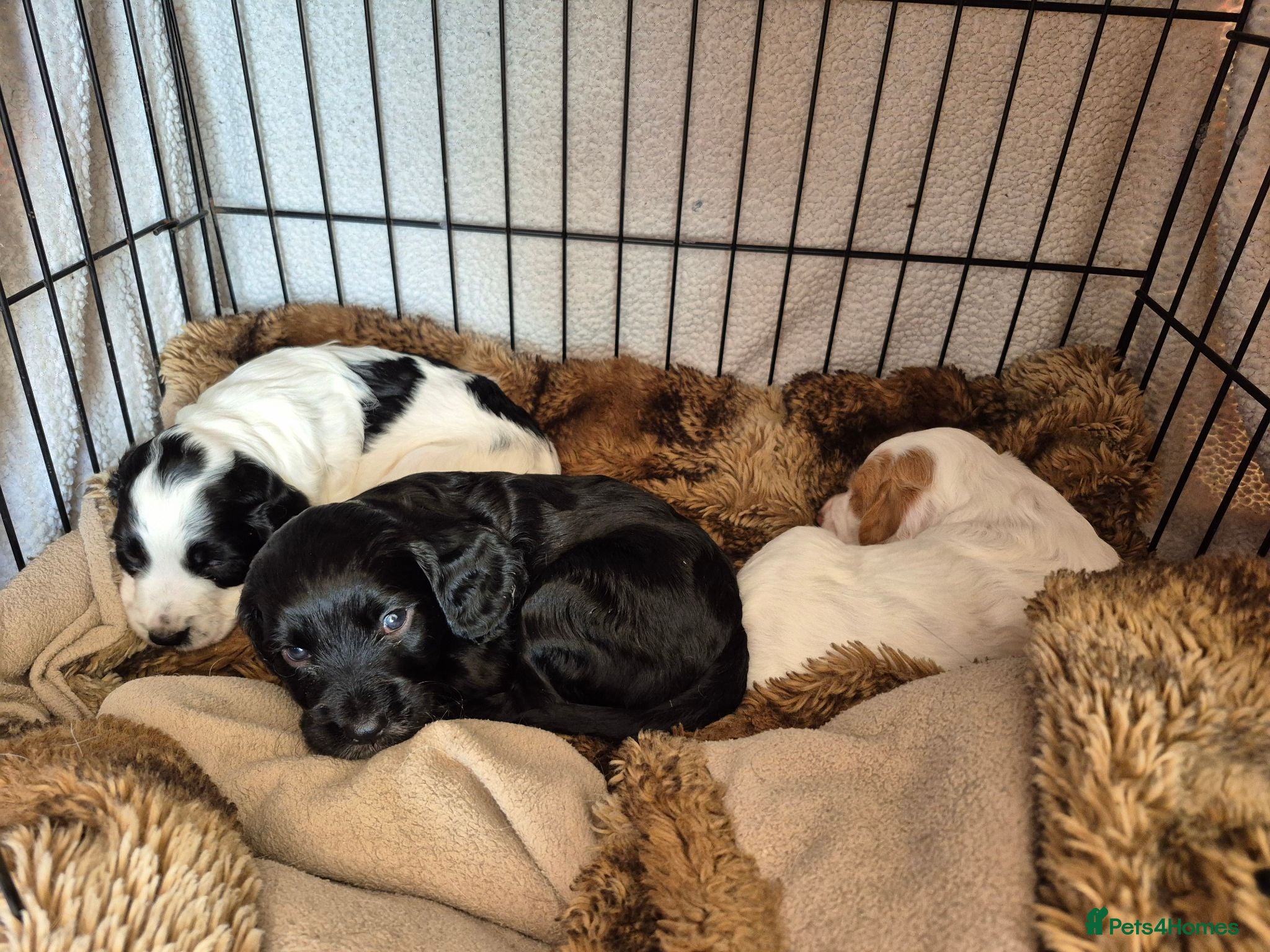 Sprocker dogs Sprocker Spaniel Puppies - Advert 1