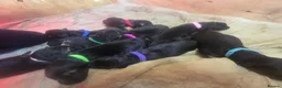German Shepherd dogs for sale: Long haired German shepherds - Advert 3