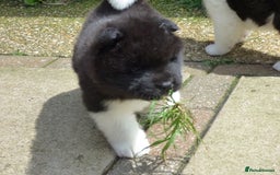 Akita dogs for sale: Quality Akita Babies (& KC Registered) - Image 35