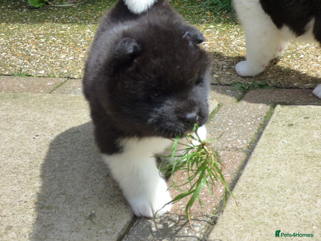 Akita dogs for sale: Quality Akita Babies (& KC Registered) - Image 35