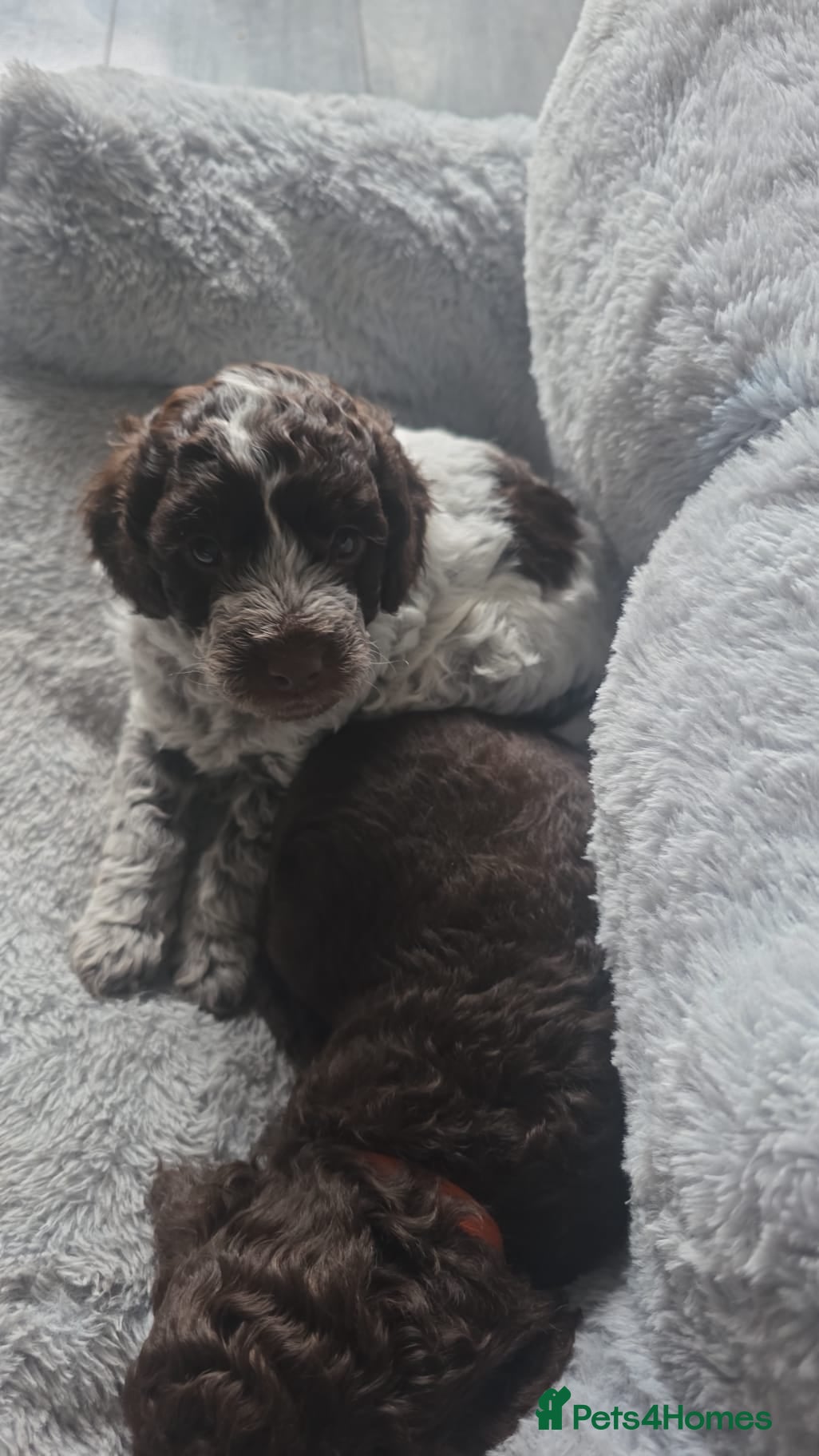 Cockapoo dogs for sale: Stunning Litter of cockapoo puppys - Advert 1