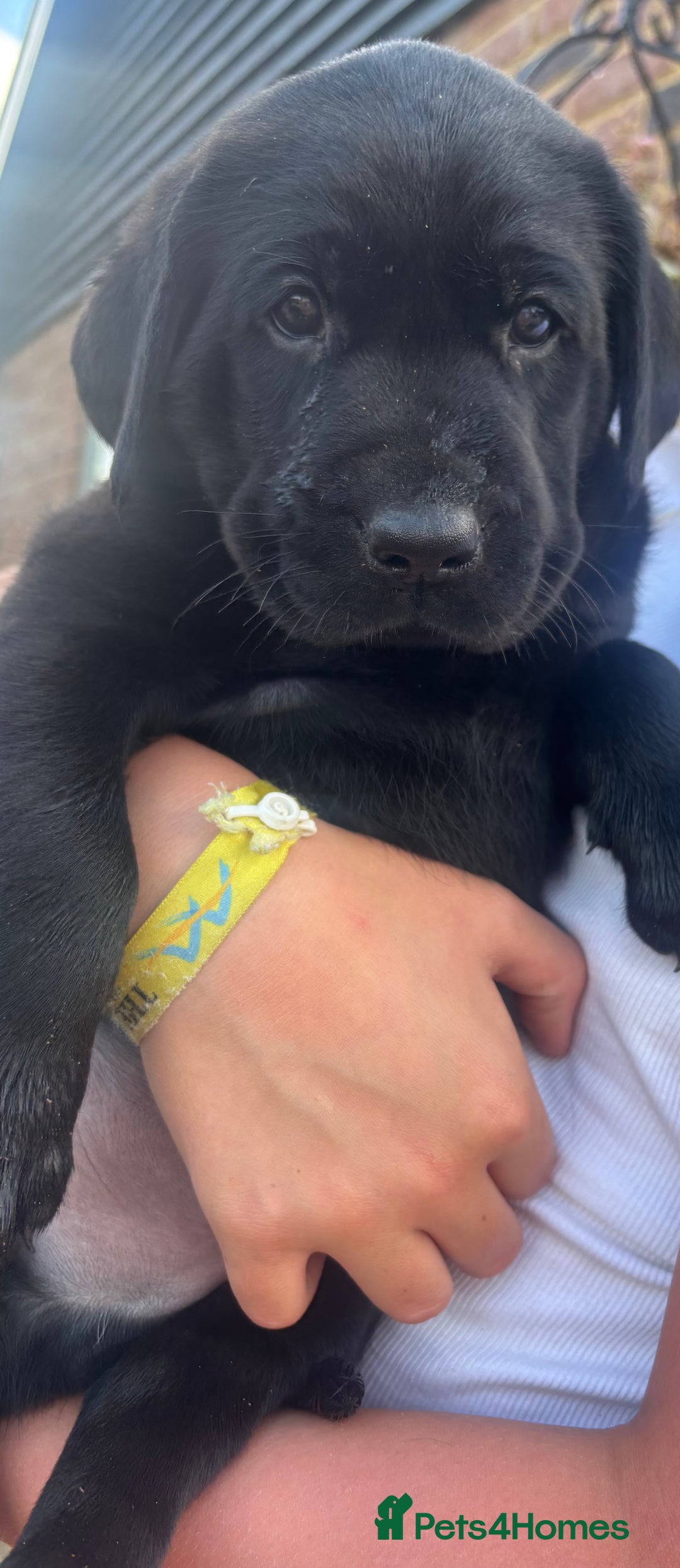Labrador Retriever dogs for sale: Beautiful litter of Labradors - Image 8