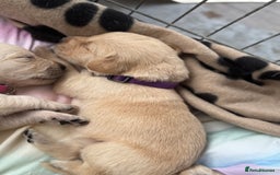 Goldador dogs for sale: Beautiful litter off 11 goldador puppies  - Image 14