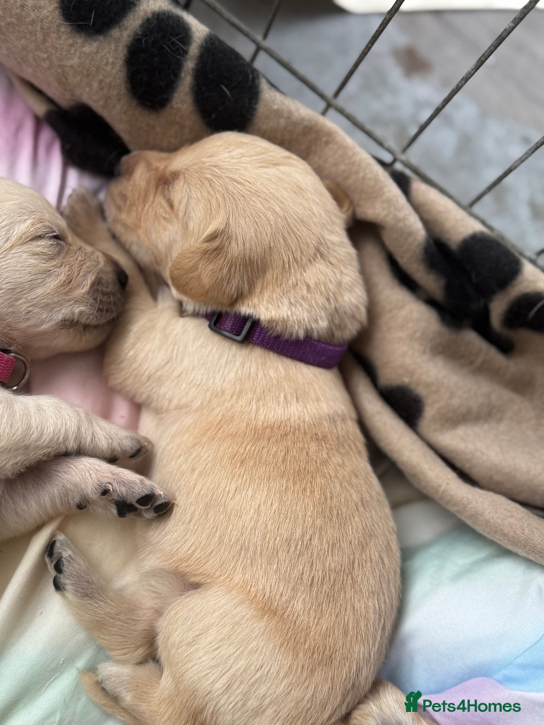Goldador dogs for sale: Beautiful litter off 11 goldador puppies  - Image 14