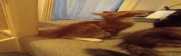 Maine Coon cats for sale: Stunning Maine Coon Kittens - Advert 11