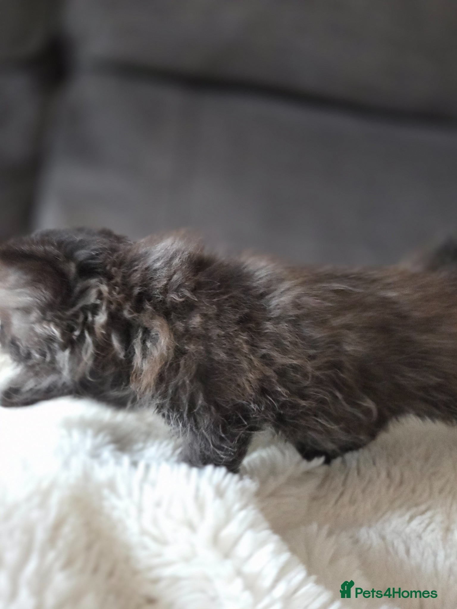 Persian cats for sale: Two Beautiful Persian male kittens  - Advert 4