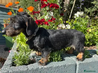 Miniature Dachshund dogs Beautiful KC miniature Wire bitch - Advert 2