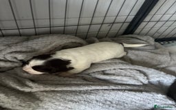 Cocker Spaniel dogs for sale: KC FTCH working cocker spaniel puppy’s  - Image 28