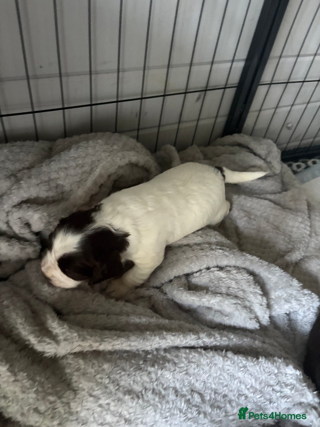 Cocker Spaniel dogs for sale: KC FTCH working cocker spaniel puppy’s  - Image 28