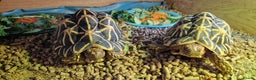 Tortoise reptiles for sale: Indian Star Tortoises  - Advert 2
