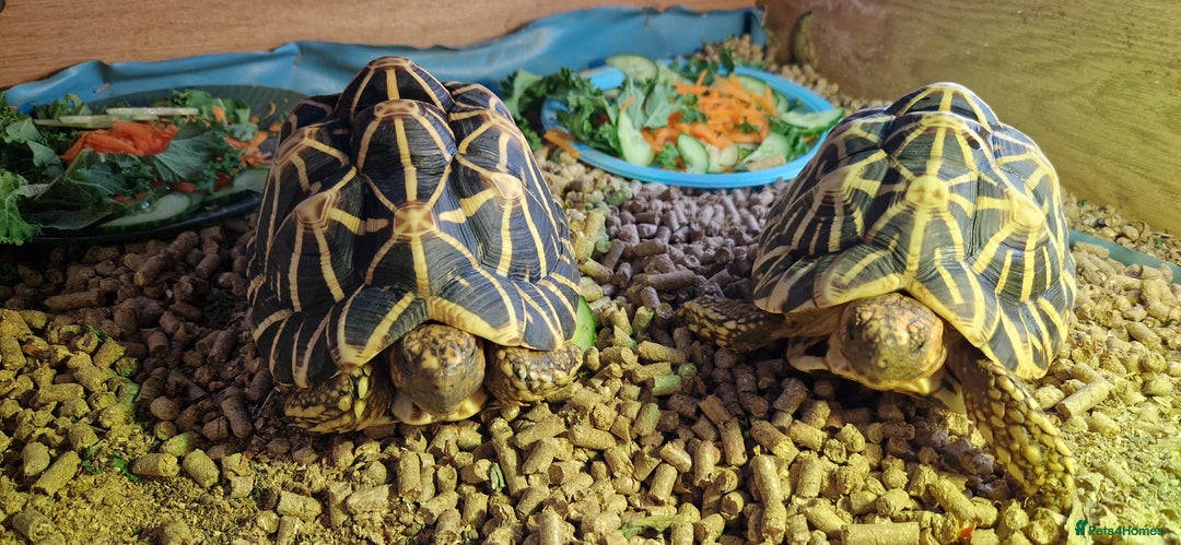 Tortoise reptiles for sale: Indian Star Tortoises  - Image 2