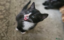 Mixed Breed cats for sale: 4 kittens looking for forever homes - Image 2