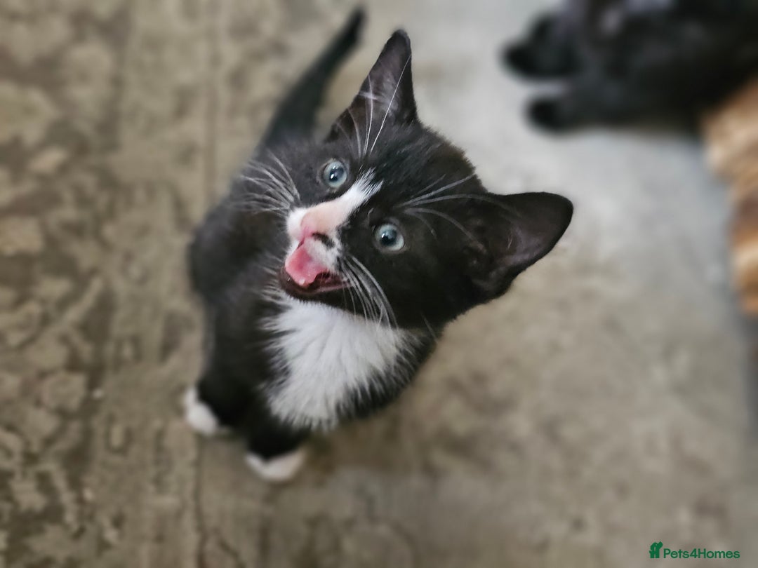 Mixed Breed cats for sale: 4 kittens looking for forever homes - Image 2