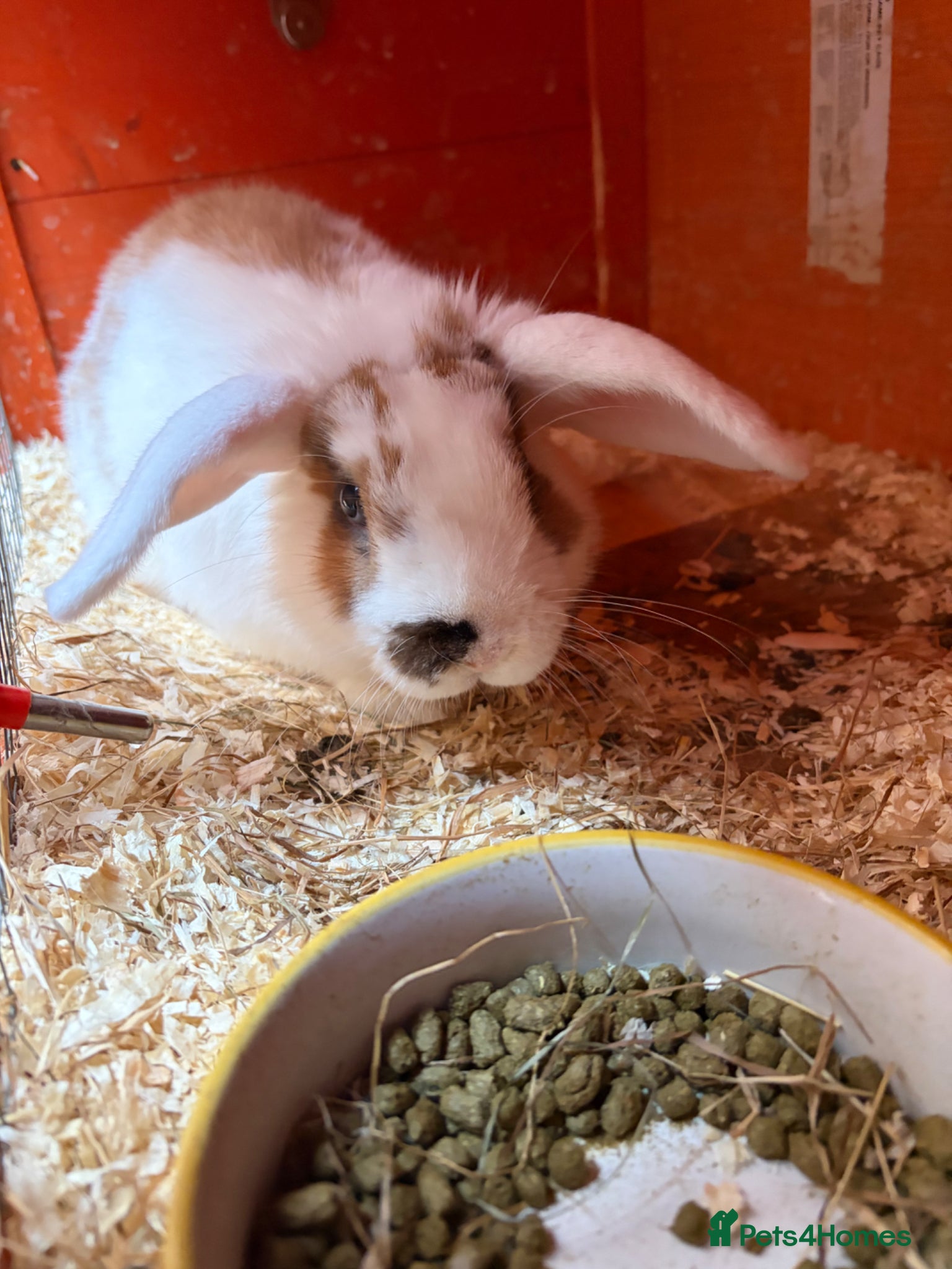 Mixed Breed rabbits Male white and brown rabbit  - Advert 1