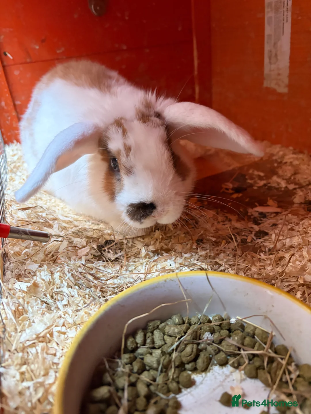 Mixed Breed rabbits for sale: Male white and brown rabbit  in Gateshead - Advert 1