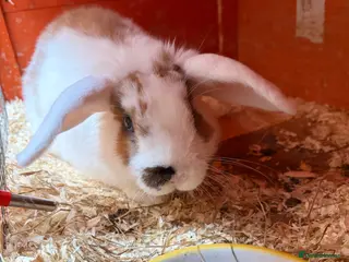 Mixed Breed rabbits Male white and brown rabbit - Advert 17
