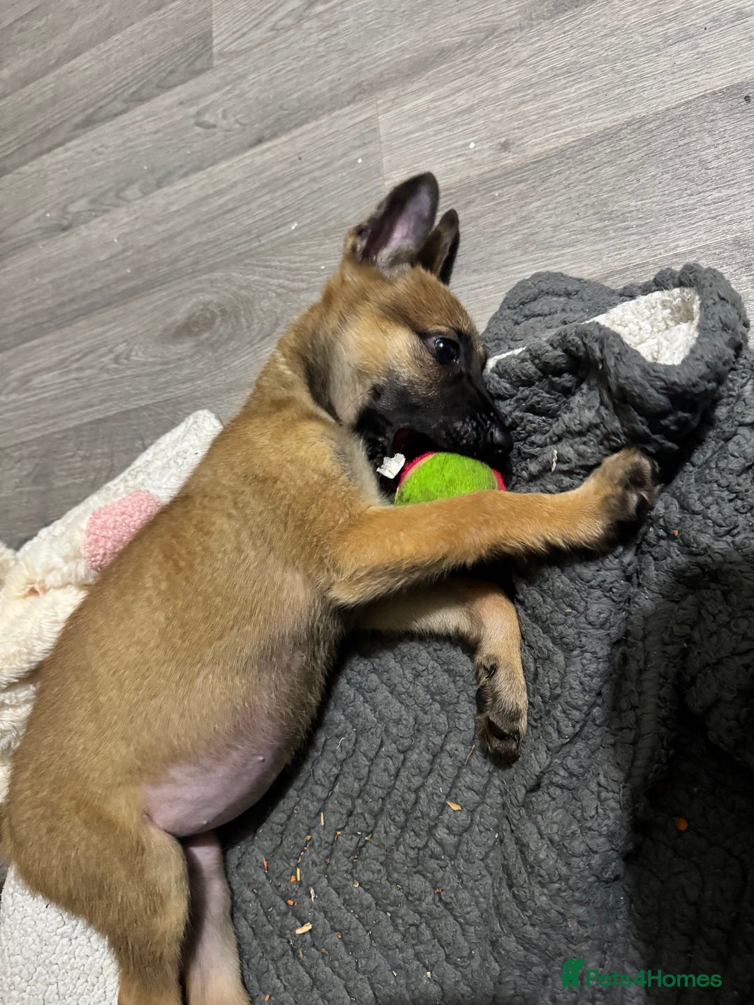 Belgian Shepherd Dog dogs for sale: Beautiful 8-Month-Old Belgian Malinois – “Cali” - Advert 7